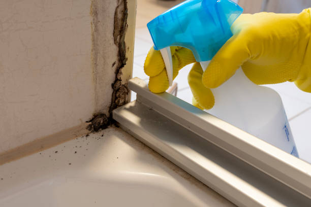 Best Mold Damage Repair  in Bryn Mawr Skyy, WA