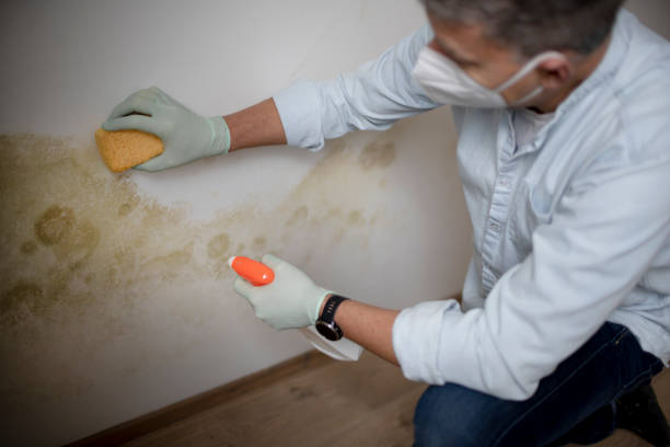 Best Office Mold Removal Services  in Bryn Mawr Skyy, WA
