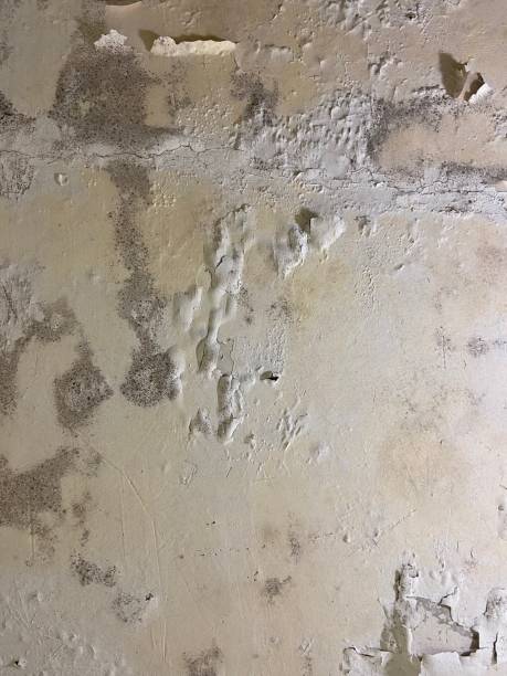 Best Crawl Space Mold Removal  in Bryn Mawr Skyy, WA